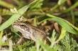 Frog among grass, macro photo Frog among grass, macro photo