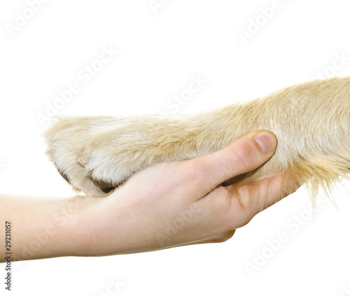 Hand Holding Paw