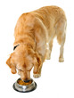 Golden retriever eating dog food Golden retriever eating dog food