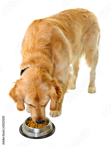 Photo: Golden retriever eating dog food Golden retriever eating dog food
