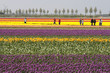 Photo: Tourists at the tulips Tourists at the tulips