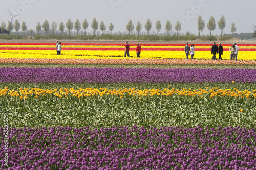 Photo: Tourists at the tulips Tourists at the tulips