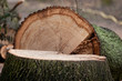 Baumstumpf mit Stamm