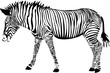 Zèbre