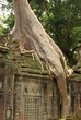 Cambodge, Angkor : le domaine des dieux