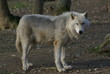 loup loup