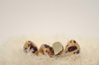 shell and two eggs