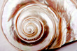 Photo: Riesenmuschel Perlmutt Riesenmuschel Perlmutt