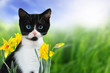 Spring kitten