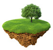Lawn with a tree on lonely island Lawn with a tree on lonely island