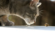 cat food