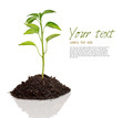 plant plant