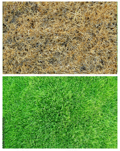 Photo: dry and green grass dry and green grass