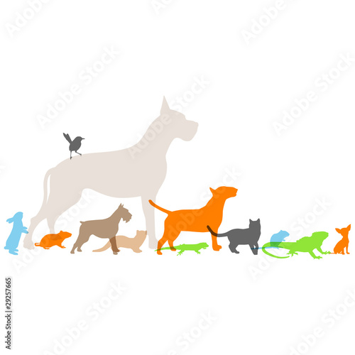 Vector: nouveaux animaux de compagnie nouveaux animaux de compagnie