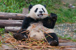 Photo en ligne au meilleur prix Giant panda posing for camera and eating bamboo