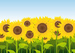 sunflowers sky-blue