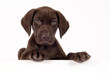 German shorthaired pointer