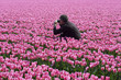 Tulip photographing