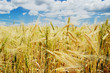 Foto: ears of ripe wheat ears of ripe wheat