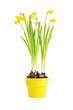 Daffodil flower in yellow pot Daffodil flower in yellow pot