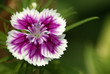 Sweet William Sweet William