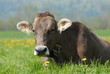 Kuh ohne Hoerner auf einer Wiese liegend