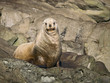 Juvenile Sea Lion
