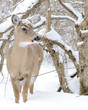 Whitetail Deer Doe