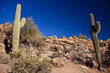 Sonoran Skies