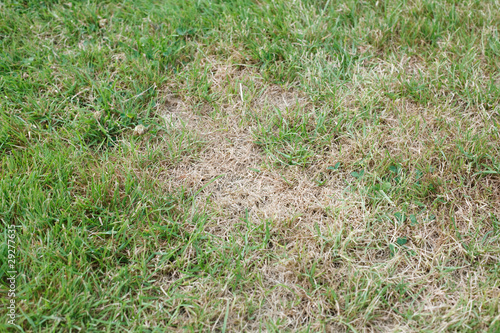 Photo: Unhealthy grass Unhealthy grass