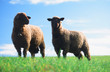 Foto: black head sheeps black head sheeps