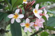 fleur de frangipanier