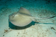 sxm5413
