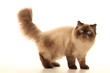 chat persan debout de profil la queue en l'air chat persan debout de profil la queue en l'air