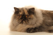 beautiful orange eyes of the persian cat beautiful orange eyes of the persian cat