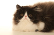 persian cat with beautiful whiskers persian cat with beautiful whiskers