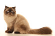 persian cat sitting in profile