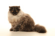 jeune chat persan assis de profil jeune chat persan assis de profil