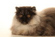 pose noble et fière du chat persan pose noble et fière du chat persan