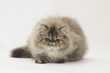 chat persan de face roulé en boule chat persan de face roulé en boule