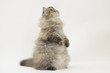 chat assis sur le derrière faisant le beau chat assis sur le derrière faisant le beau