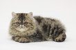 young cat lying - jeune chat allongé young cat lying - jeune chat allongé
