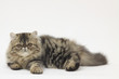 persian cat lying persian cat lying