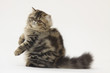chat persan assis avec longue fourrure chat persan assis avec longue fourrure