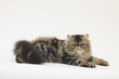 chat persan gris allongé le regard fier chat persan gris allongé le regard fier
