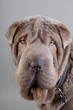 Shar pei