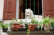 White dog at an Italian balcony