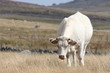 aubrac 6416