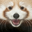 Close-up of Young Red panda or Shining cat, Ailurus fulgens