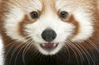 Close-up of Young Red panda or Shining cat, Ailurus fulgens